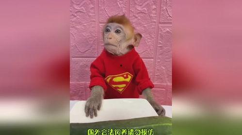 狗猴哥吃瓜,揭秘娱乐圈幕后故事