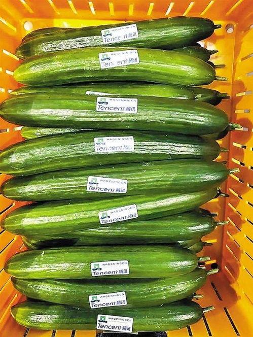 迷你小瓜怎么吃,迷你小瓜的多彩食法探索